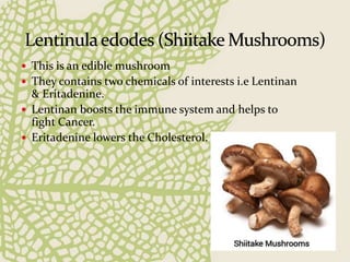  This is an edible mushroom
 They contains two chemicals of interests i.e Lentinan
& Eritadenine.
 Lentinan boosts the immune system and helps to
fight Cancer.
 Eritadenine lowers the Cholesterol.
 