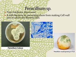  First Antibiotic discovered
 It kills Bacteria by preventing them from making Cell wall
due to which the Bacteria dies.
 