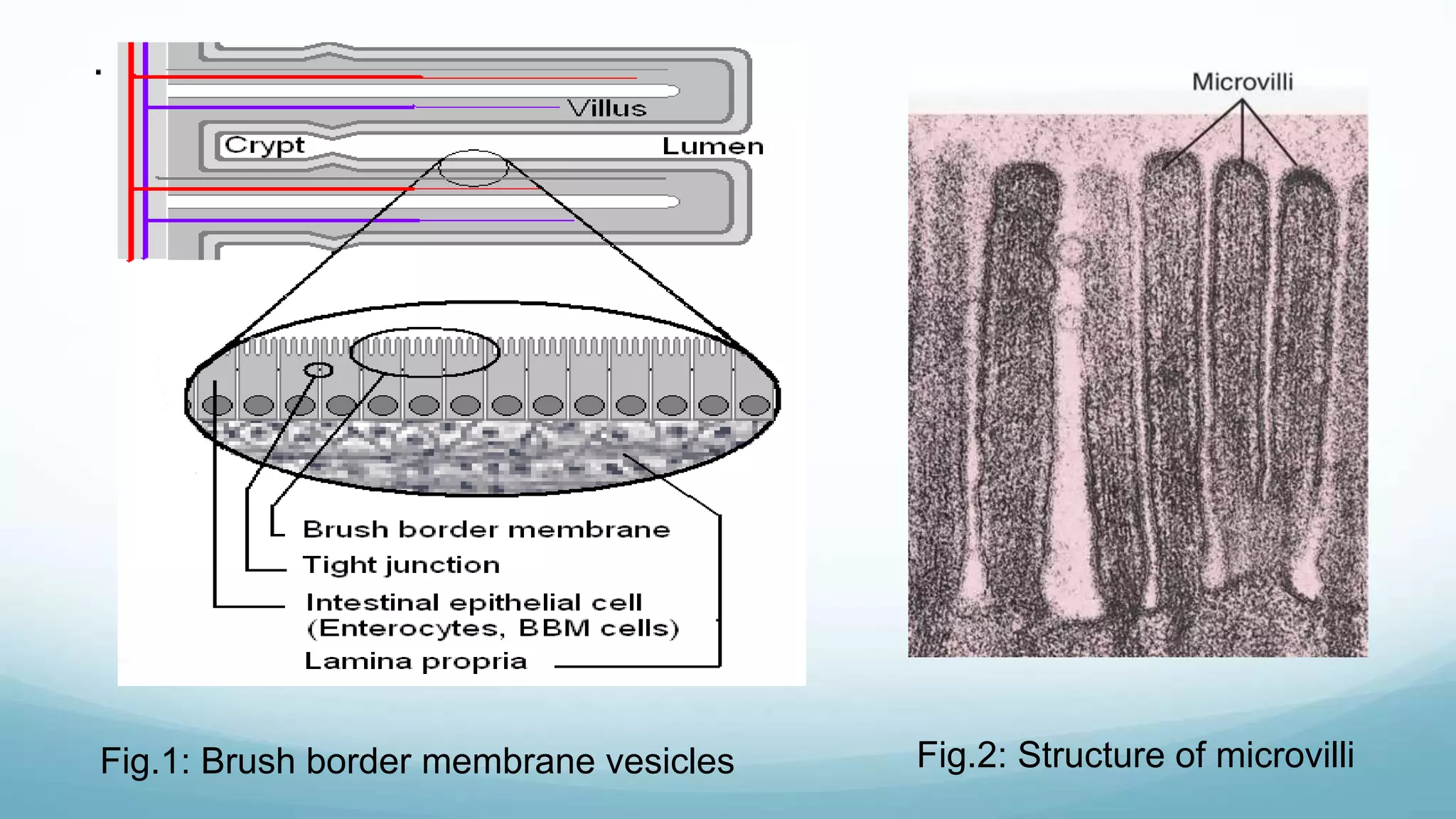 Fig.1: Brush border membrane vesicles Fig.2: Structure of microvilli
 
