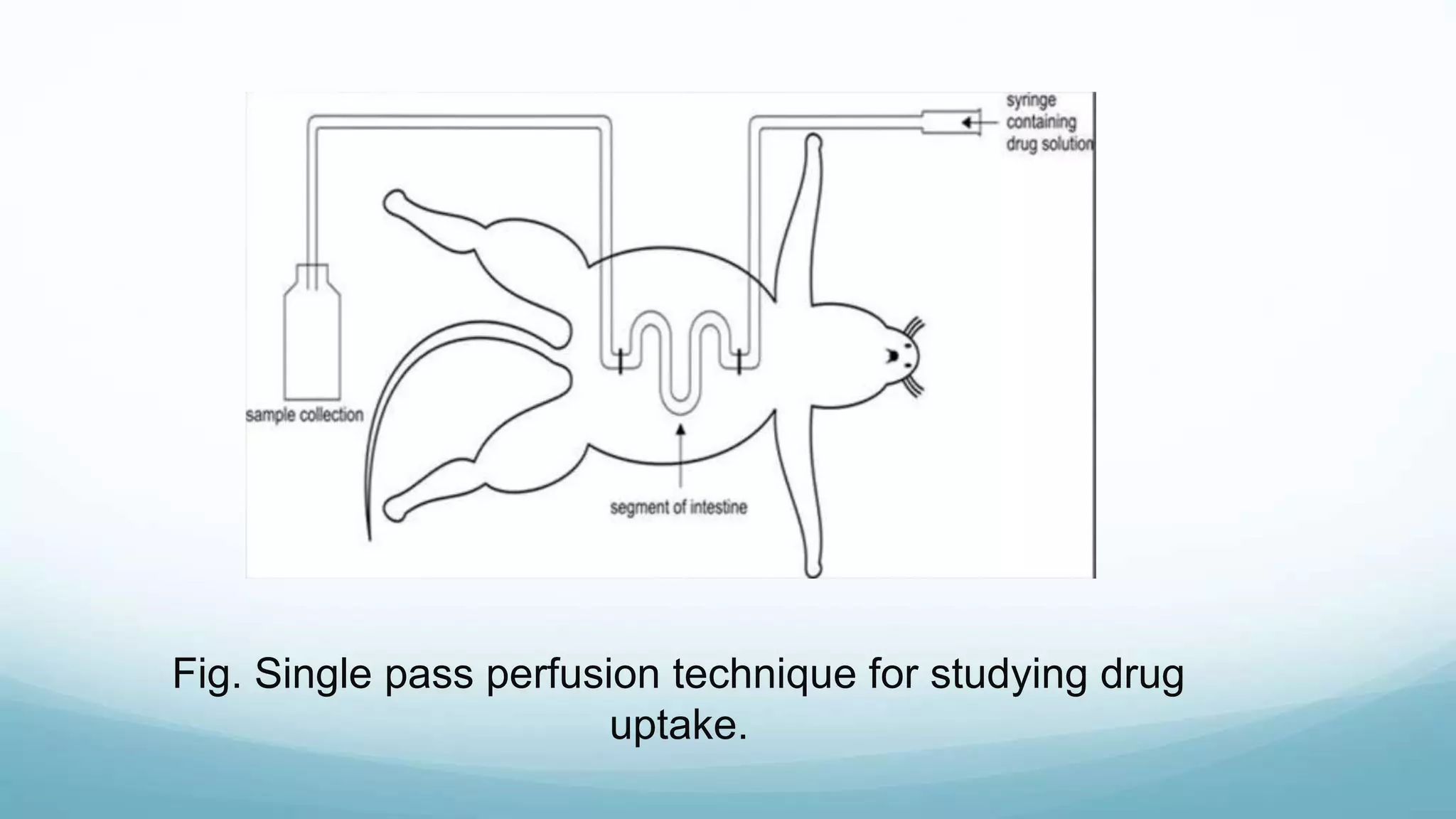 Fig. Single pass perfusion technique for studying drug
uptake.
 