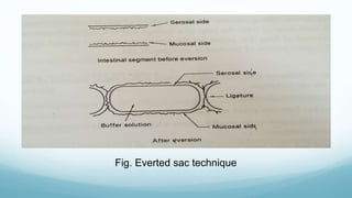 Fig. Everted sac technique
 