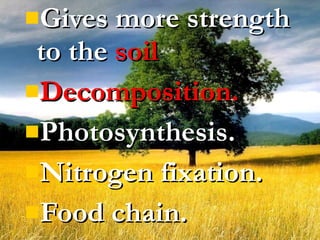 Gives more strength to the  soil Decomposition. Photosynthesis. Nitrogen fixation. Food chain. 