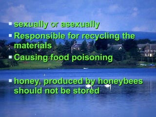 sexually  or  asexually   Responsible for recycling the materials Causing food poisoning honey, produced by honeybees should not be stored  