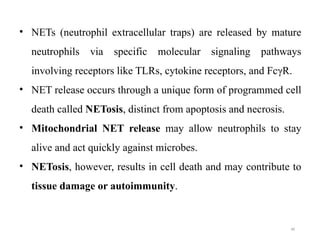 Programmed Netts neutrophils and its role in periodontics | PPTX