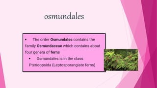 Seminar on osmunda,dryopteris, 2