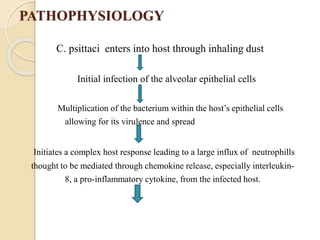 PATHOPHYSIOLOGY
C. psittaci enters into host through inhaling dust
Initial infection of the alveolar epithelial cells
Multiplication of the bacterium within the host’s epithelial cells
allowing for its virulence and spread
Initiates a complex host response leading to a large influx of neutrophills
thought to be mediated through chemokine release, especially interleukin-
8, a pro-inflammatory cytokine, from the infected host.
 