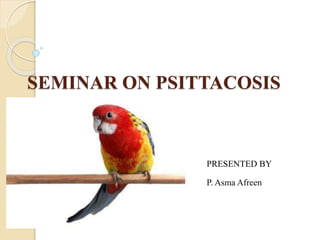 SEMINAR ON PSITTACOSIS
PRESENTED BY
P. Asma Afreen
 