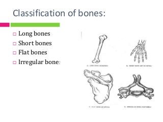 Classification of bones:
 Long bones
 Short bones
 Flat bones
 Irregular bones
 