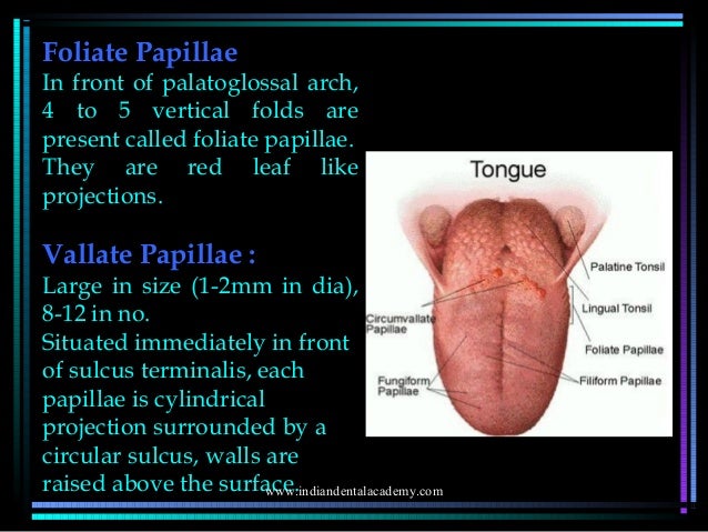 Seminar on tongue /prosthodontic courses