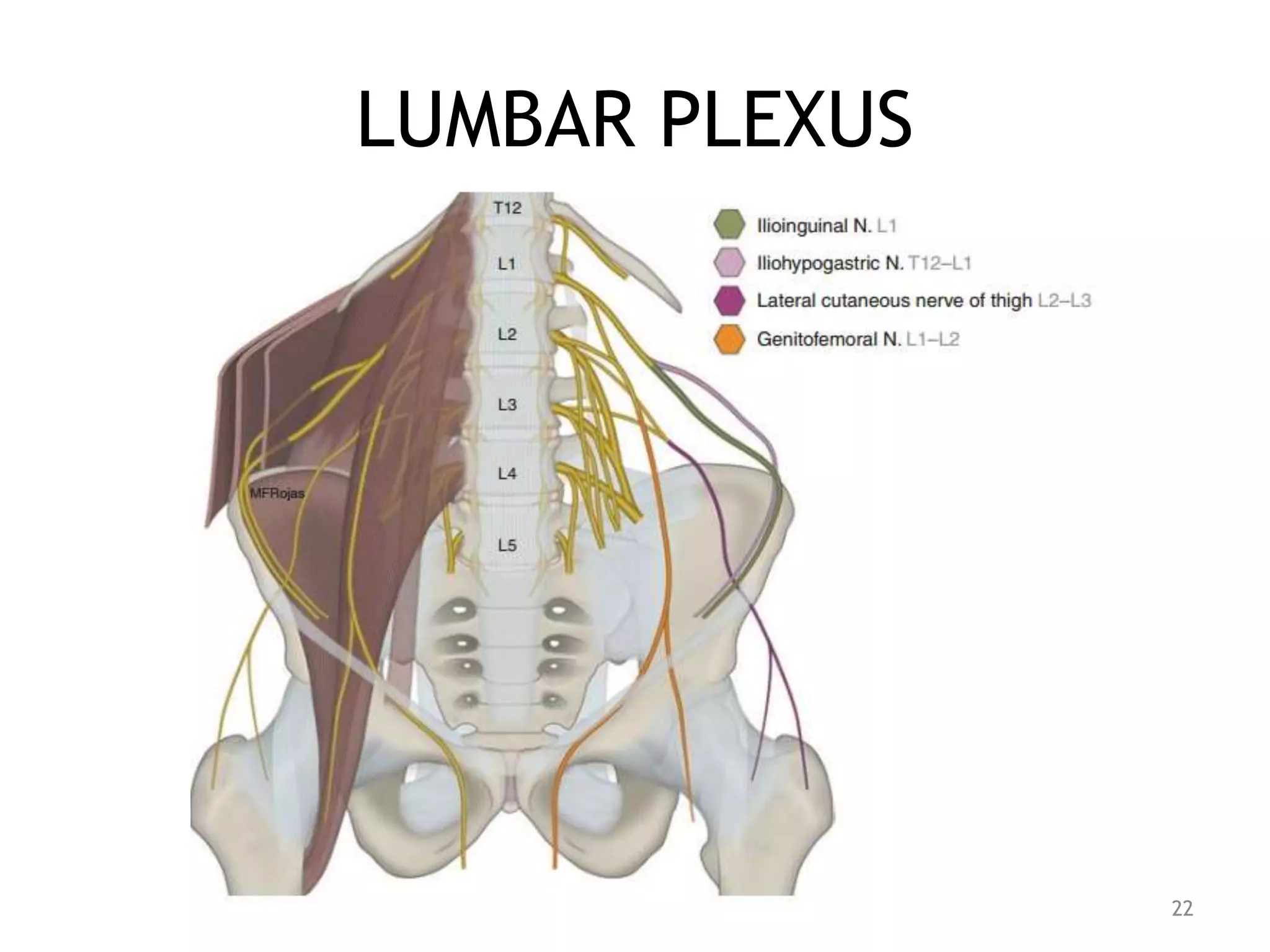 LUMBAR PLEXUS
22
 