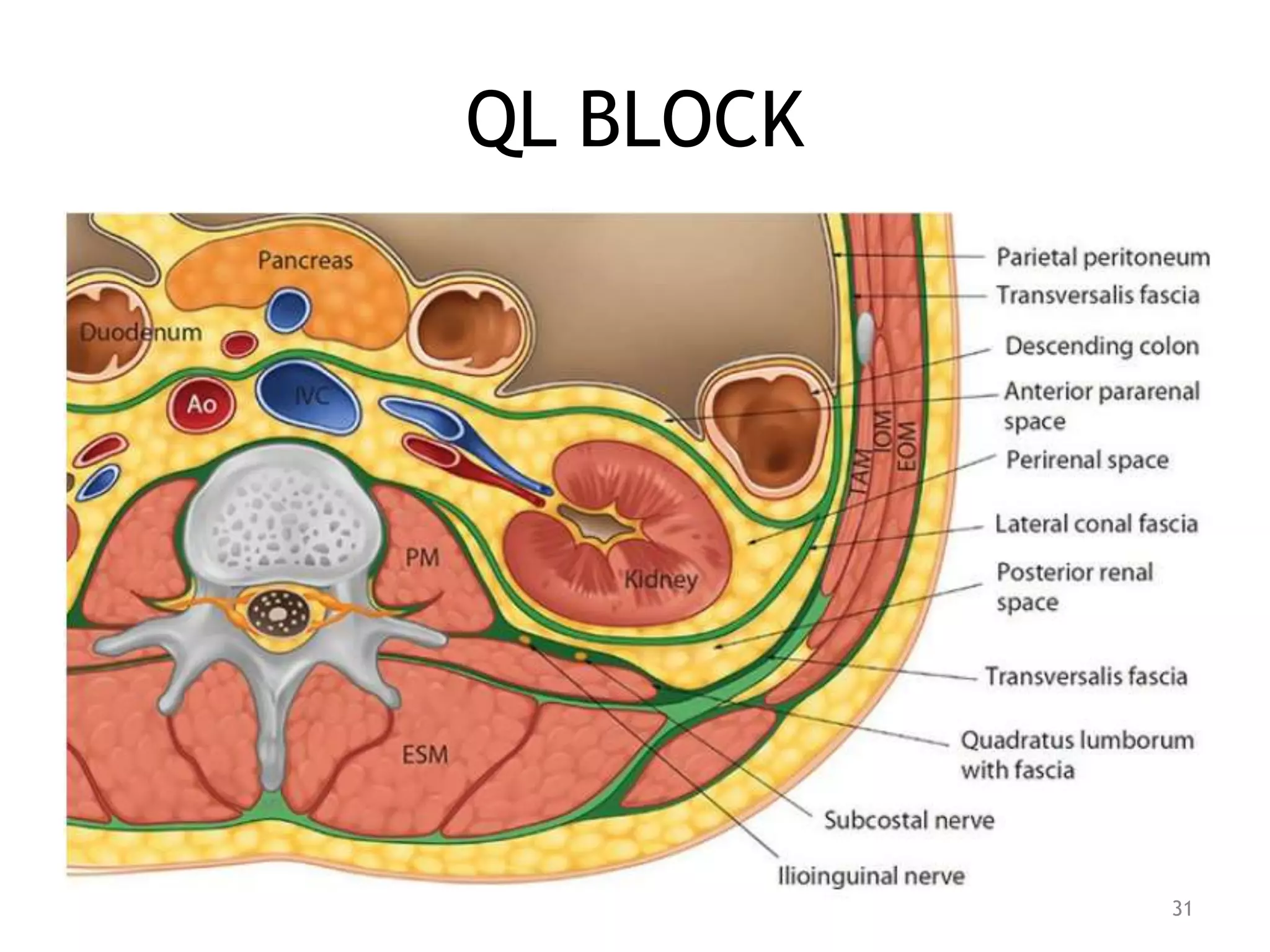 QL BLOCK
31
 