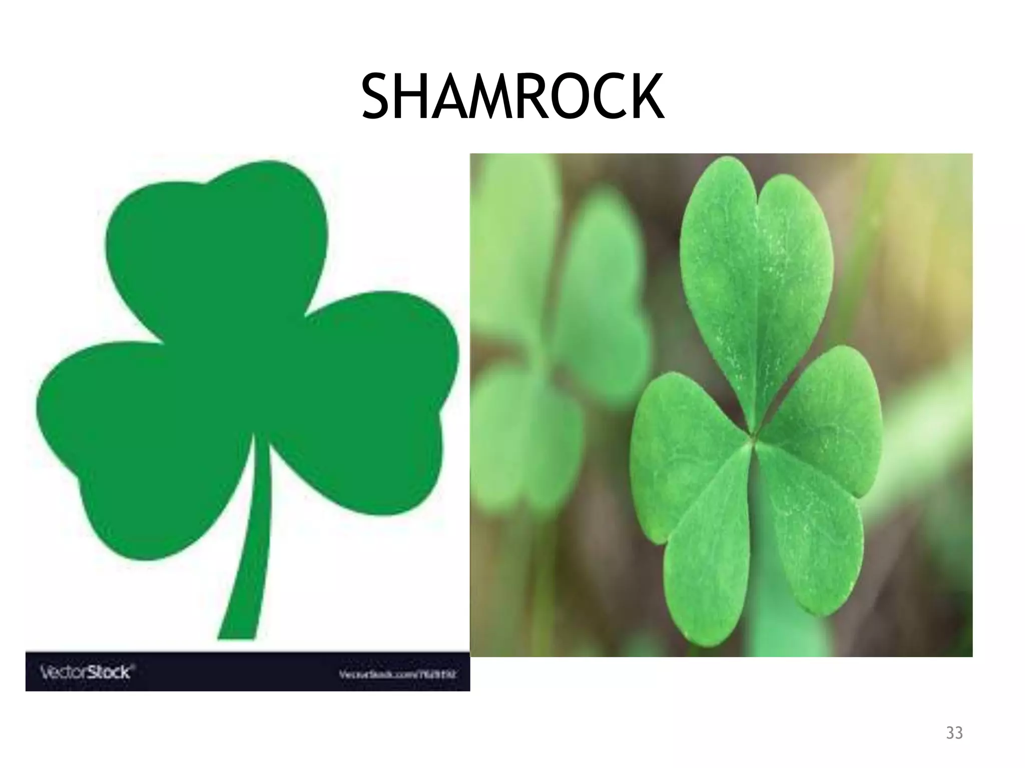 SHAMROCK
33
 