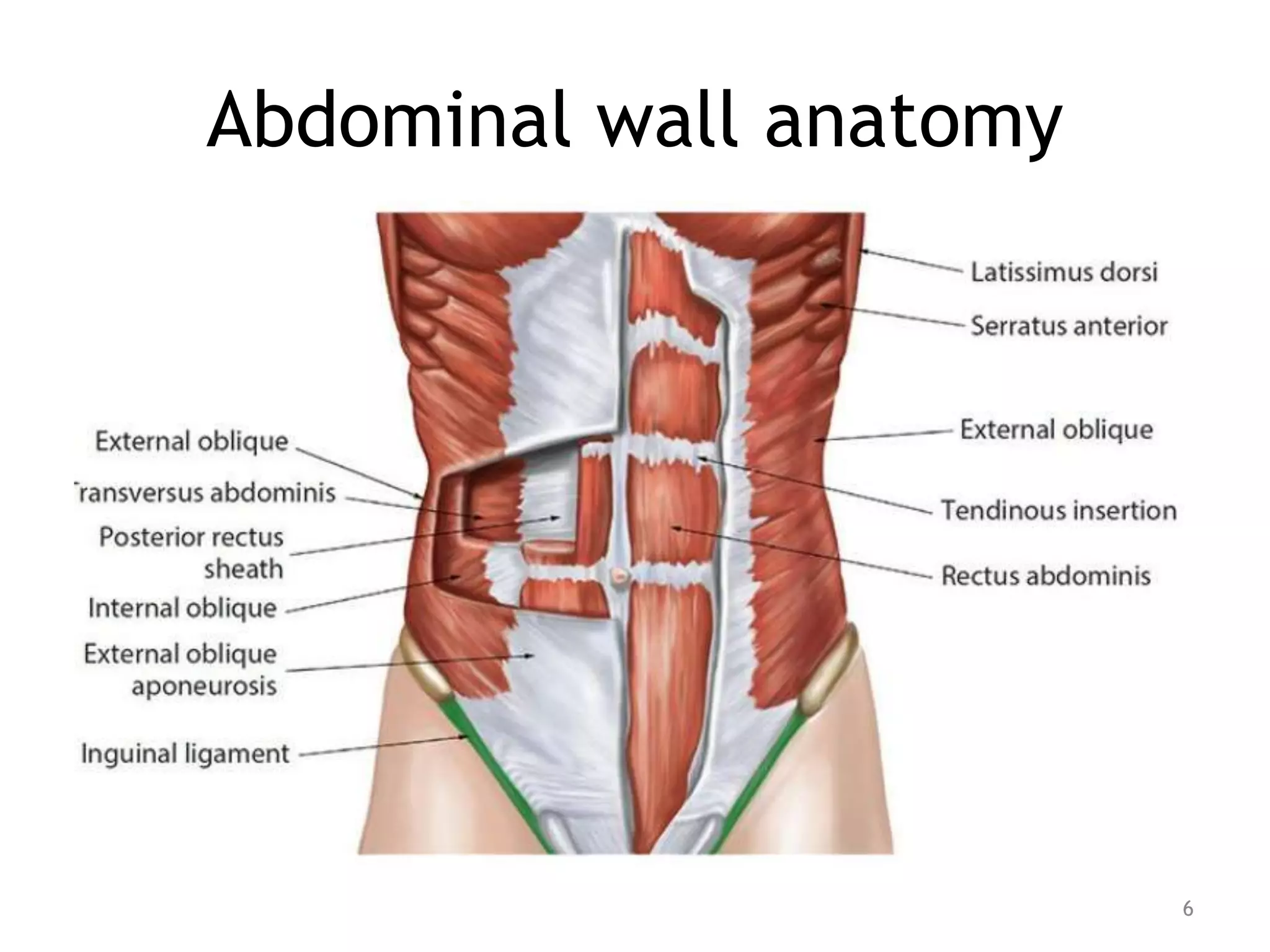 Abdominal wall anatomy
6
 