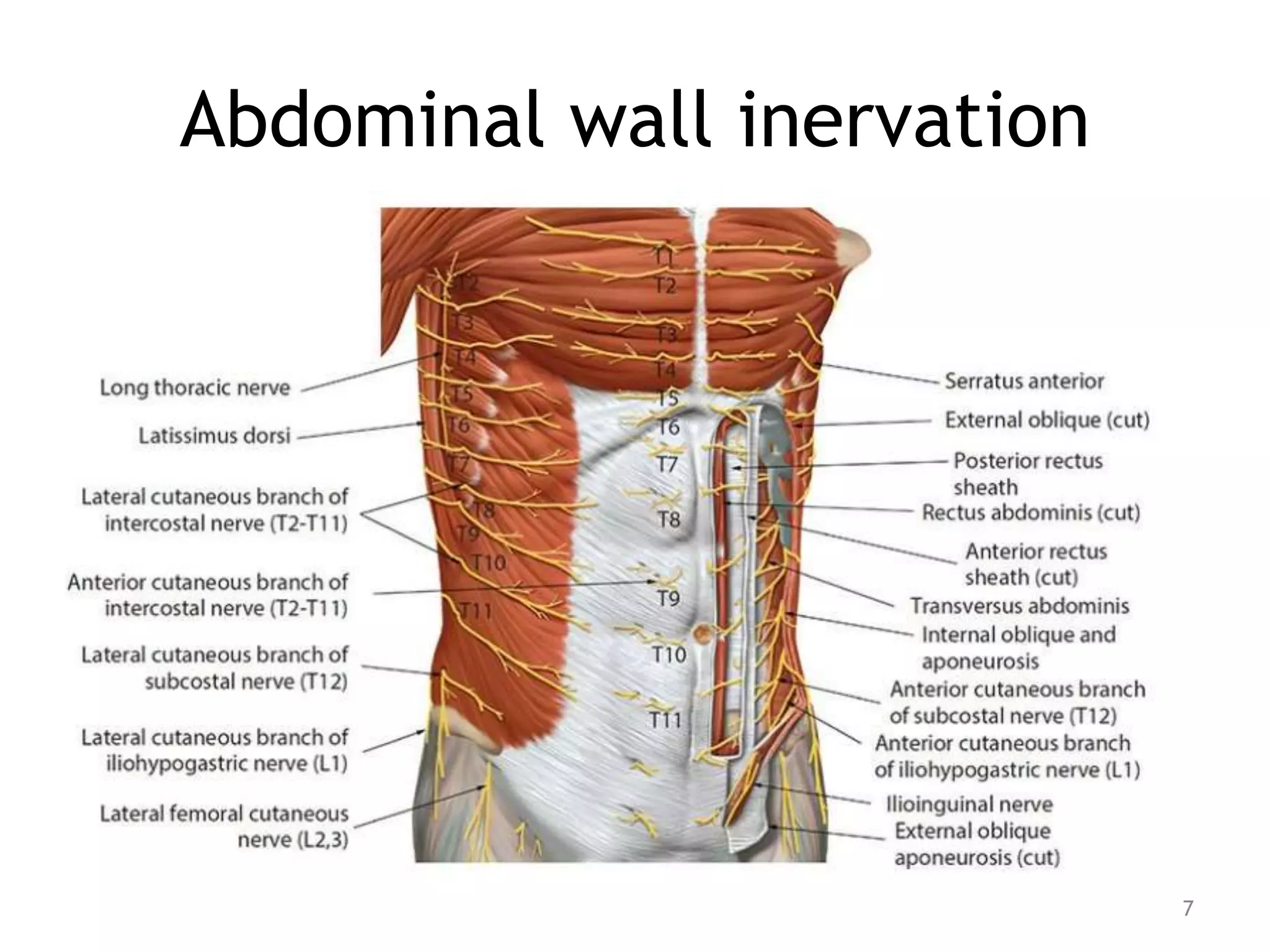 Abdominal wall inervation
7
 