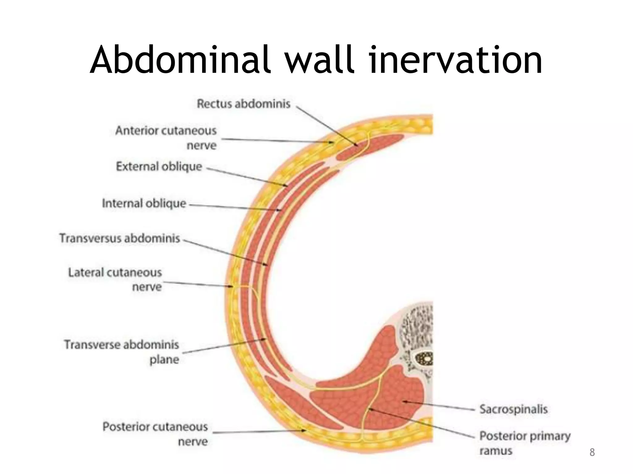 Abdominal wall inervation
8
 