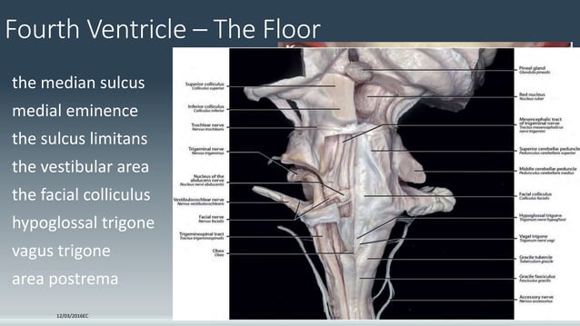 Ventricle anatomy and CSF physiology.pptx