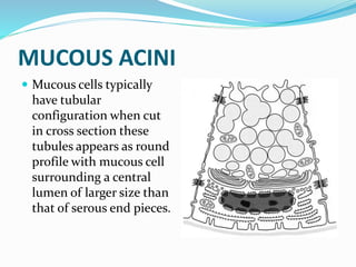 Mucell Section Seminar part 2 salivary gland | PPTX