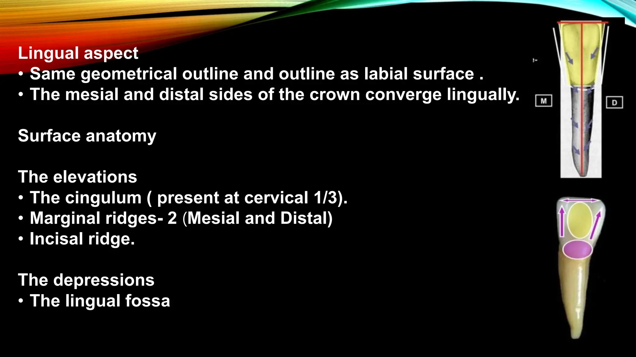 Morphology of permanent dentition - incisior, canines, permolars and ...