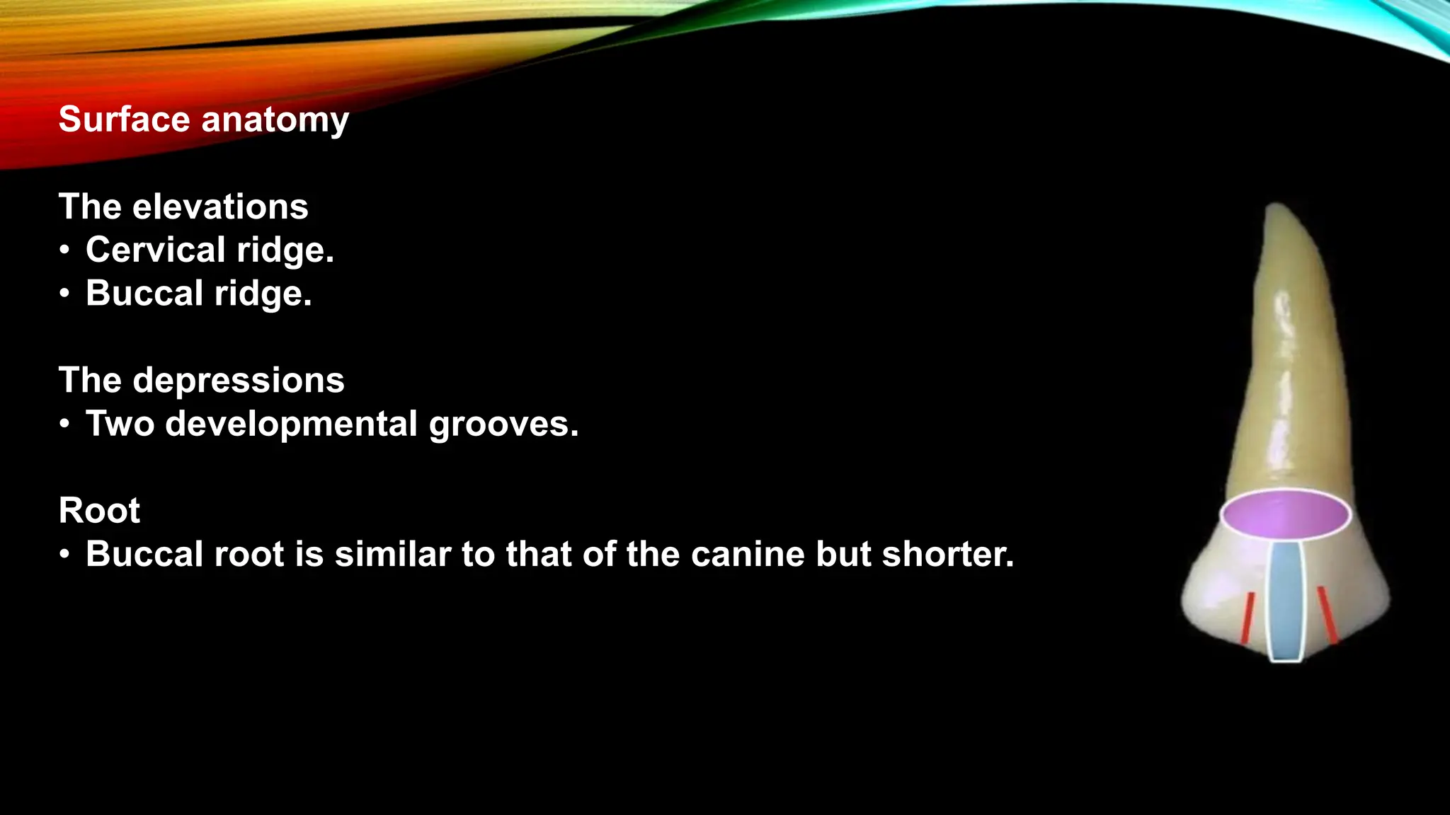 Morphology of permanent dentition - incisior, canines, permolars and ...