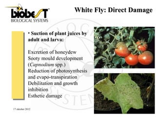The most common greenhouse pests and their natural ennemies | PPT