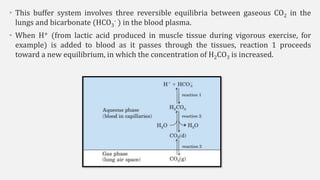 • This buffer system involves three reversible equilibria between gaseous CO2 in the
lungs and bicarbonate (HCO3
- ) in the blood plasma.
• When H+ (from lactic acid produced in muscle tissue during vigorous exercise, for
example) is added to blood as it passes through the tissues, reaction 1 proceeds
toward a new equilibrium, in which the concentration of H2CO3 is increased.
 