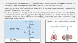 • This increases the concentration of CO2(d) in the blood plasma (reaction 2) and thus increases the
pressure of CO2(g) in the air space of the lungs (reaction 3); the extra CO2 is exhaled.
• Conversely, when the pH of blood plasma is raised (by NH3 production during protein catabolism, for
example), the opposite events occur:
• The H+ concentration of blood plasma is lowered, causing more H2CO3 to dissociate into H+ and HCO3
-
. This in turn causes more CO2(g) from the lungs to dissolve in the blood plasma. The rate of
breathing—that is, the rate of inhaling and exhaling CO2—can quickly adjust these equilibria to keep
the blood pH nearly constant.
 