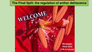 The final split: Regulation of anther dehiscence