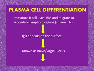PLASMA CELL DIFFERENTIATION
Immature B cell leave BM and migrate to
secondary lymphoid organs (spleen ,LN)
IgD appears on the surface
Known as naïve/virgin B cells
 