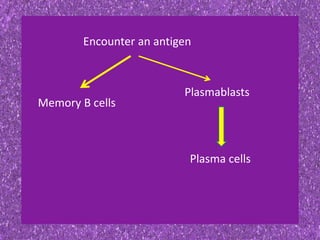 Encounter an antigen
Memory B cells
Plasmablasts
Plasma cells
 