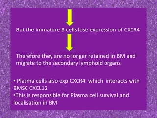 But the immature B cells lose expression of CXCR4
Therefore they are no longer retained in BM and
migrate to the secondary lymphoid organs
• Plasma cells also exp CXCR4 which interacts with
BMSC CXCL12
•This is responsible for Plasma cell survival and
localisation in BM
 