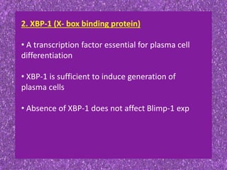 2. XBP-1 (X- box binding protein)
• A transcription factor essential for plasma cell
differentiation
• XBP-1 is sufficient to induce generation of
plasma cells
• Absence of XBP-1 does not affect Blimp-1 exp
 