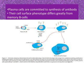 •Plasma cells are committed to synthesis of antibody
• Their cell surface phenotype differs greatly from
memory B-cells
 