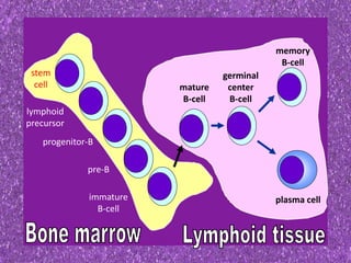 stem
cell
lymphoid
precursor
progenitor-B
pre-B
immature
B-cell
mature
B-cell
germinal
center
B-cell
memory
B-cell
plasma cell
 