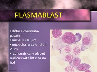 PLASMABLAST
• diffuse chromatin
pattern
• nucleus >10 μm
• nucleolus greater than
2 μm
• concentrically placed
nucleus with little or no
hof
 