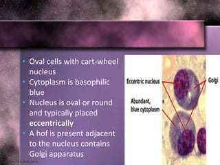 • Oval cells with cart-wheel
nucleus
• Cytoplasm is basophilic
blue
• Nucleus is oval or round
and typically placed
eccentrically
• A hof is present adjacent
to the nucleus contains
Golgi apparatus
 