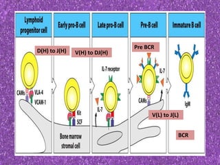 D(H) to J(H) V(H) to DJ(H)
Pre BCR
V(L) to J(L)
BCR
 