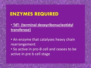 ENZYMES REQUIRED
• TdT- (terminal deoxyribonucleotidyl
transferase)
• An enzyme that catalyses heavy chain
rearrangement
• So active in pro-B cell and ceases to be
active in pre b cell stage
 