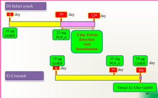 Repeat Practcal Practical approaches for treatment of Repeat Breeding Syndrome in Dairy ...