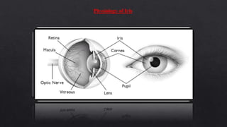 Physiology of Iris
 