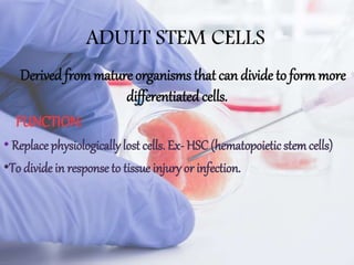 ADULT STEM CELLS
Derived frommature organisms that can divide to formmore
differentiatedcells.
FUNCTION:
• Replace physiologically lost cells. Ex- HSC (hematopoietic stemcells)
•To divide in response to tissue injury or infection.
 