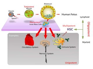 Multipotent
HSC
Lymphoid
Myeloid
Oligopotent
 