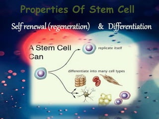Self renewal (regeneration) & Differentiation
Properties Of Stem Cell
 