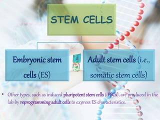 STEM CELLS
Embryonic stem
cells (ES)
Adult stem cells (i.e.,
somatic stem cells)
• Other types, such as induced pluripotentstemcells (iPSCs), are produced in the
lab by reprogramming adult cells to express ES characteristics.
 