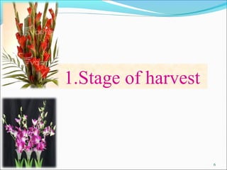 6 
1.Stage of harvest 
 