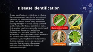 paddy leaf disease detection using CNN and implications on agriculture ...