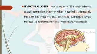 HYPOTHALAMUS: regulatory role. The hypothalamus
causes aggressive behavior when electrically stimulated,
but also has receptors that determine aggression levels
through the neurotransmitters serotonin and vasopressin.
 