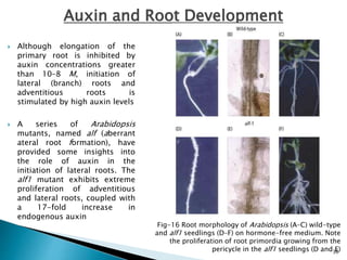 AUXIN a morphogen in plant growth and development | PPTX
