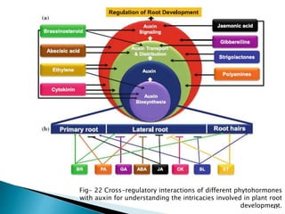 AUXIN a morphogen in plant growth and development | PPTX