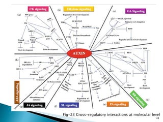 AUXIN a morphogen in plant growth and development | PPTX