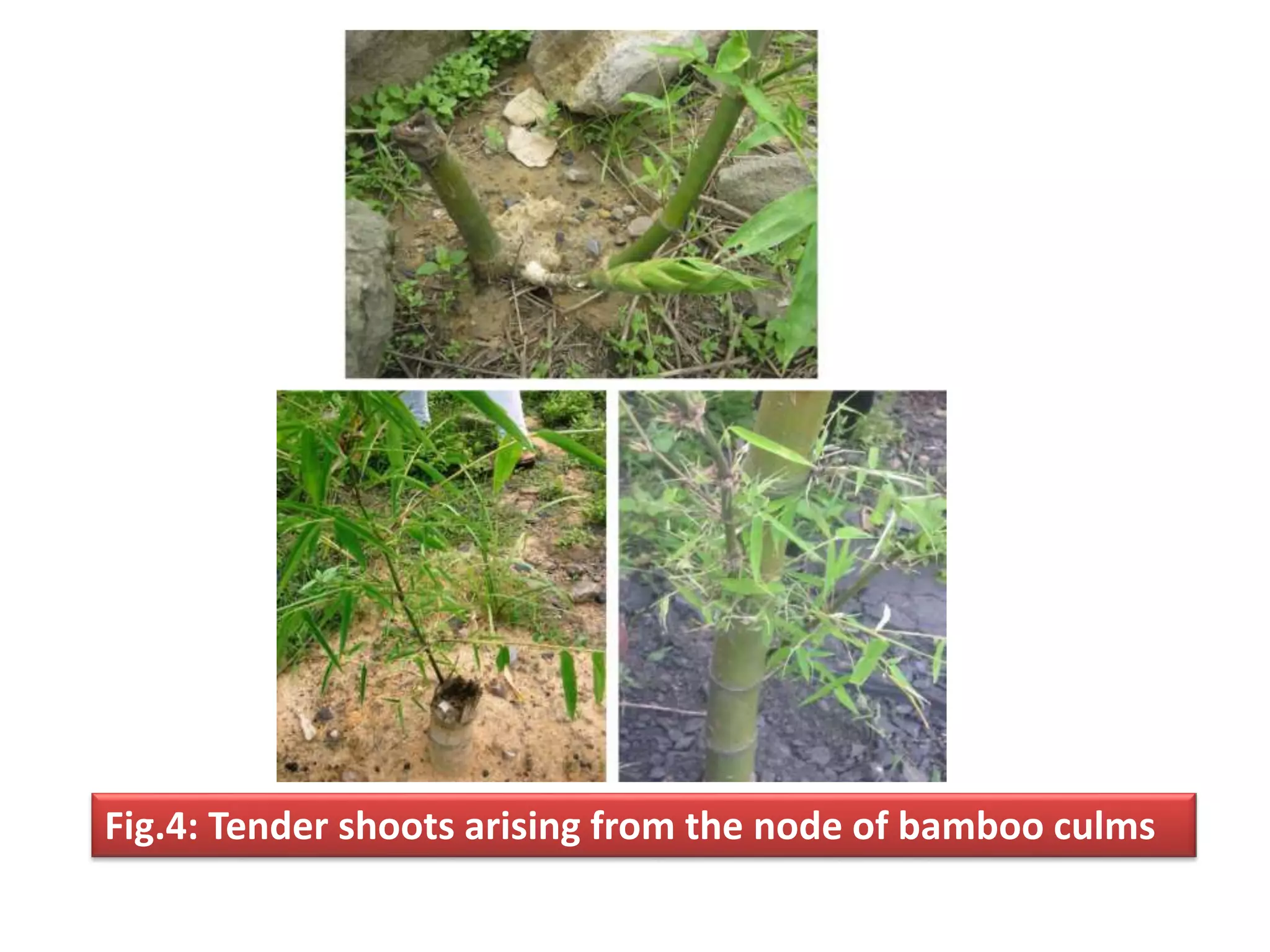 Fig.4: Tender shoots arising from the node of bamboo culms
 